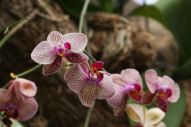 Orchids 1