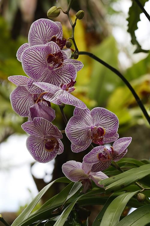 Orchids 2