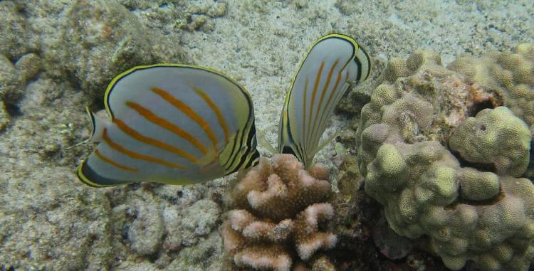 Ornate Butterflyfish