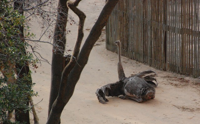 Ostrich about to lay an egg