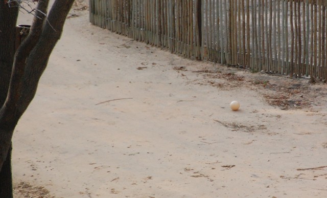 Ostrich egg