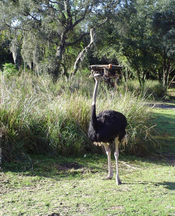 Ostrich from Safari