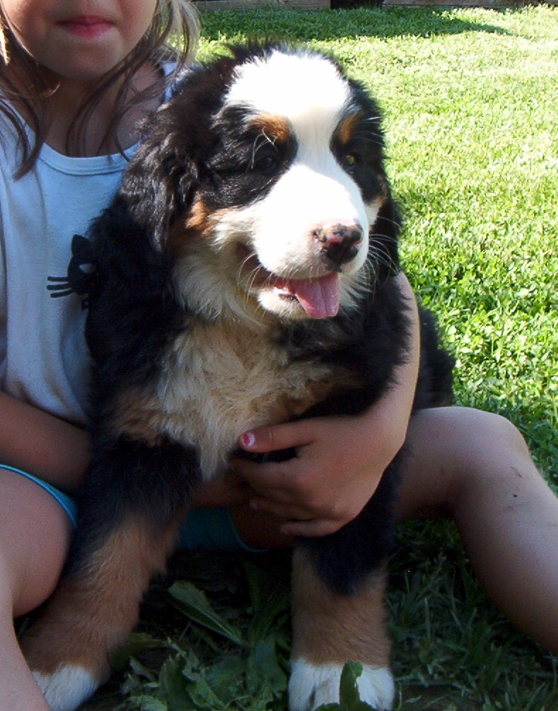 our new pup