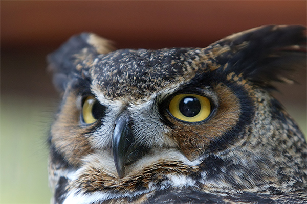Owl at AK