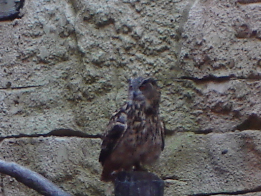 Owl at Flights of Wonder