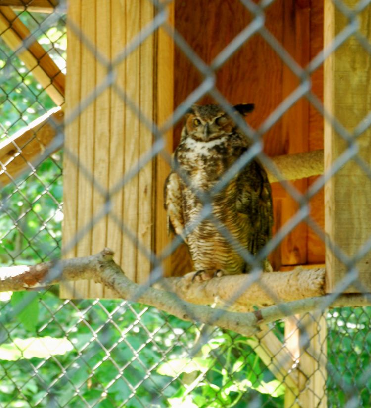 owl_2