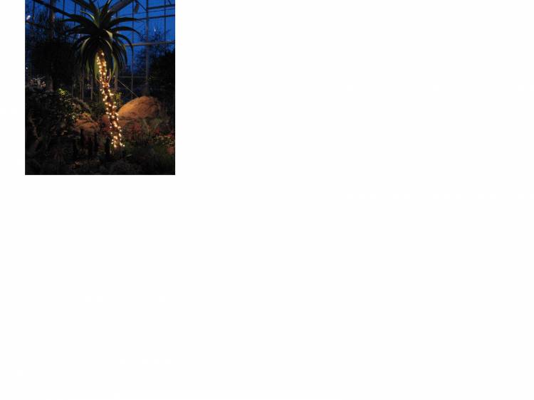 Palm