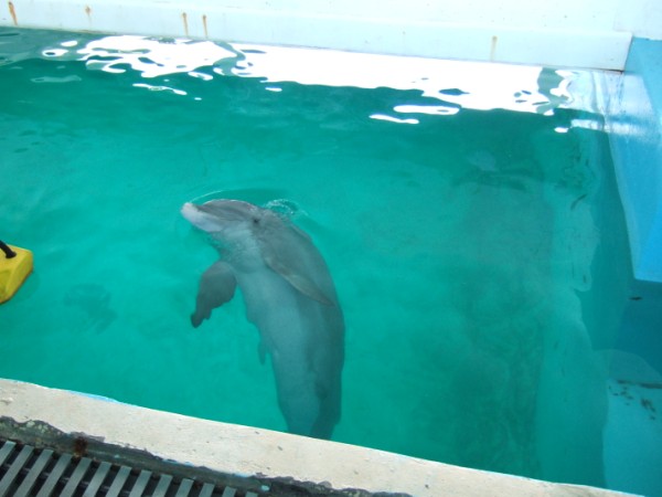 Panama at Clearwater Aquarium