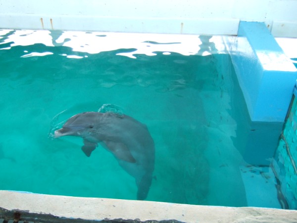 Panama at Clearwater Aquarium