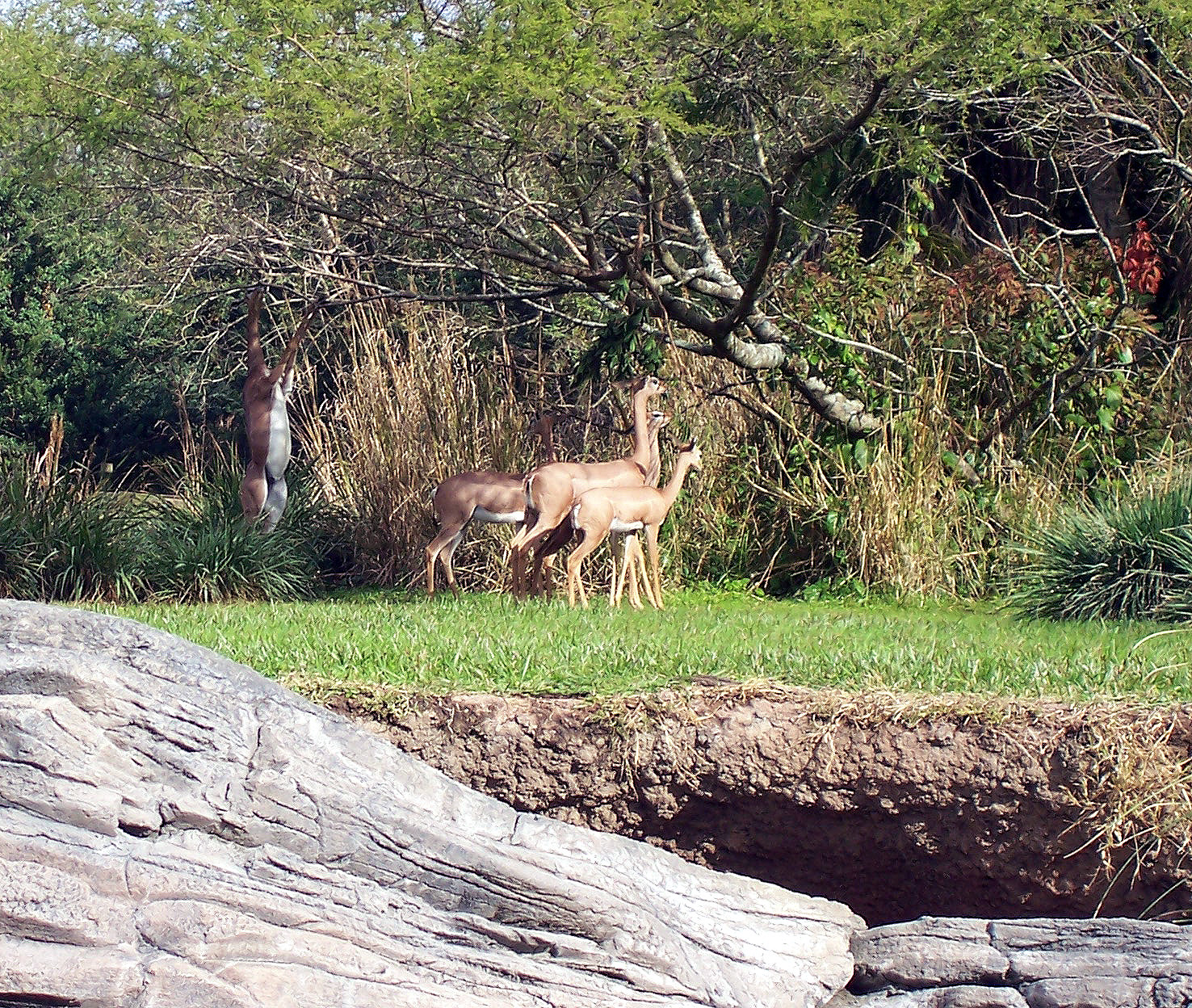Pangani Trail