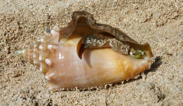 Paradise Beach Conch1