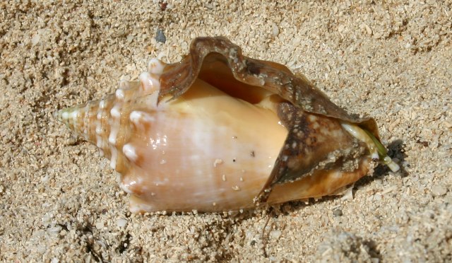Paradise Beach Conch2