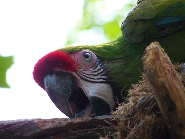 Pardon Me While I Eat this Branch