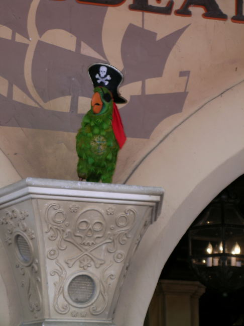 Parrot outside of POC
