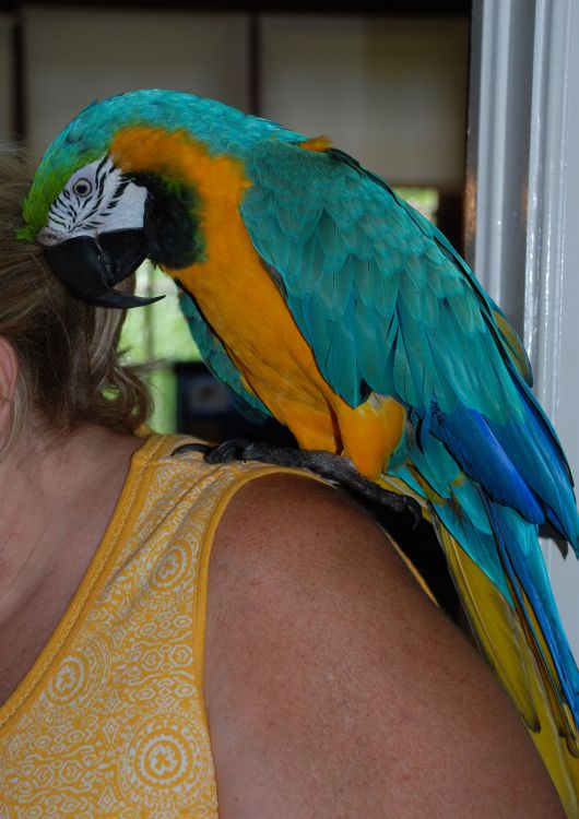 parrot