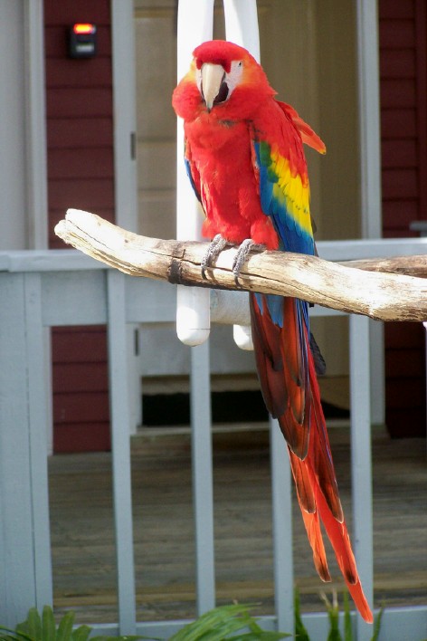 Parrott at So. Beach