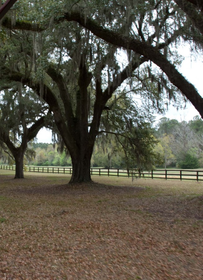 Pastoral11