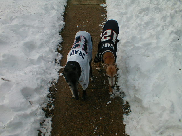 Pats fans in Eagle Territory II