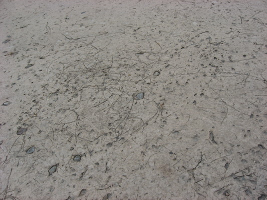 Pavement outside of Expedition Everest