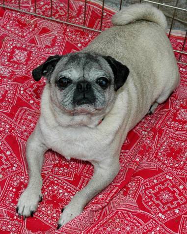 Peanut051