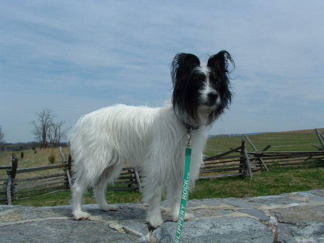 Pebbles @ Antietam