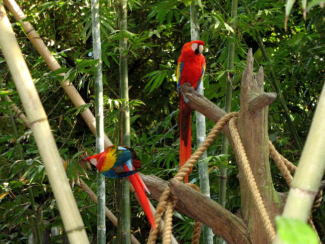 Perdy Birds
