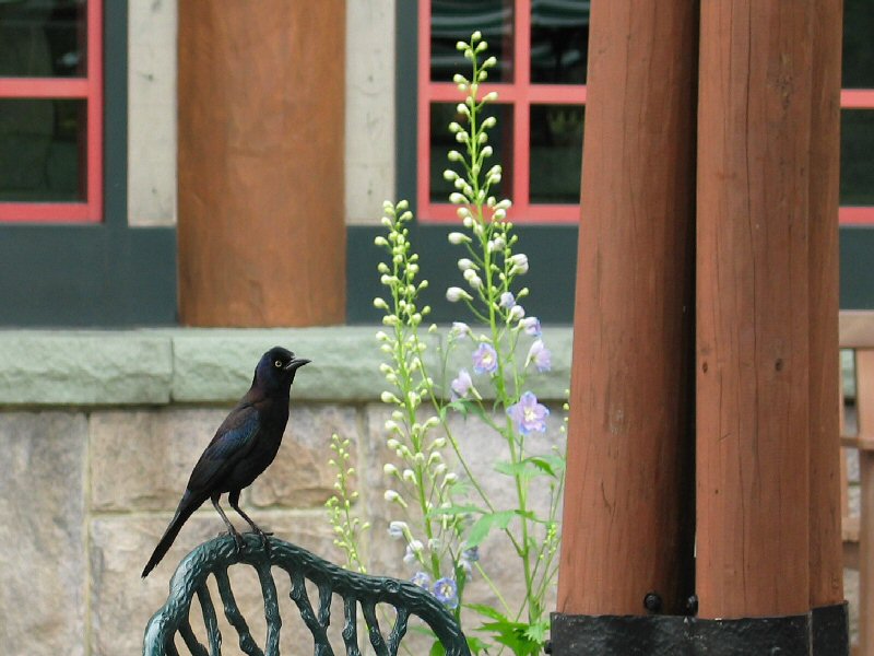 Pesky French Fry Stealing Birds