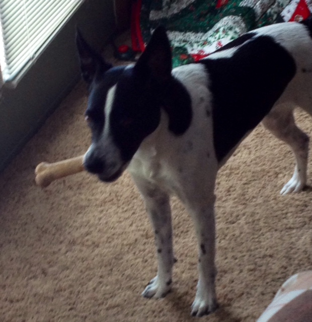 pet stocking exchange