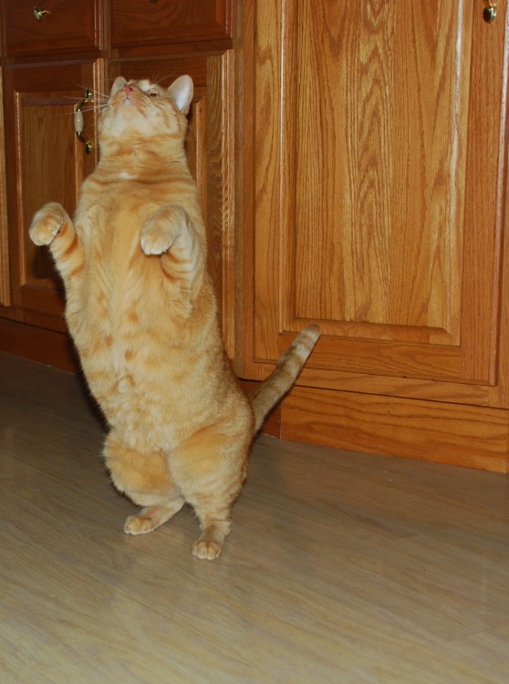 Pet_being_Silly