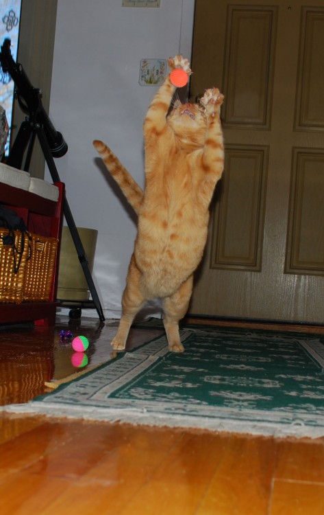 Pet_being_Silly_2