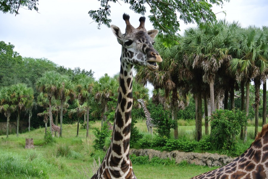 photo bomb giraffe