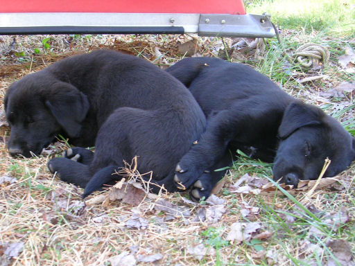 Piper&Pepper1