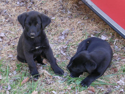 Piper&Pepper2