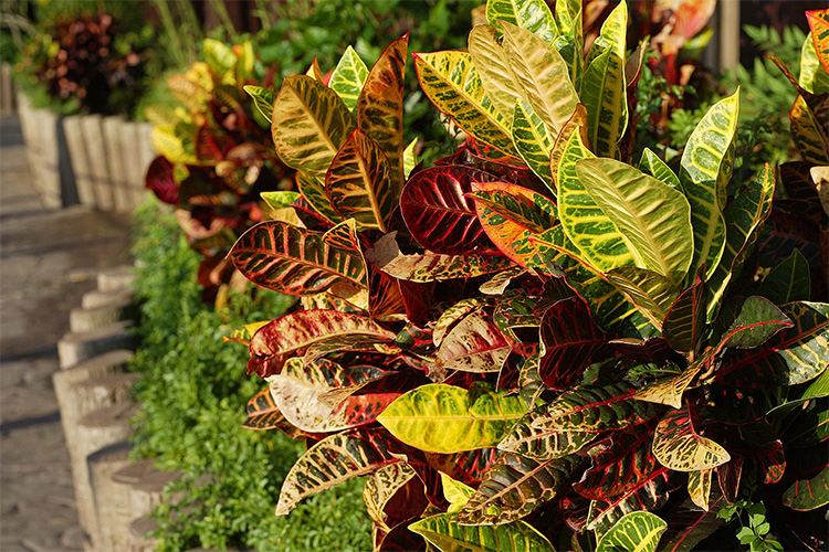 Plantlife at Polynesian