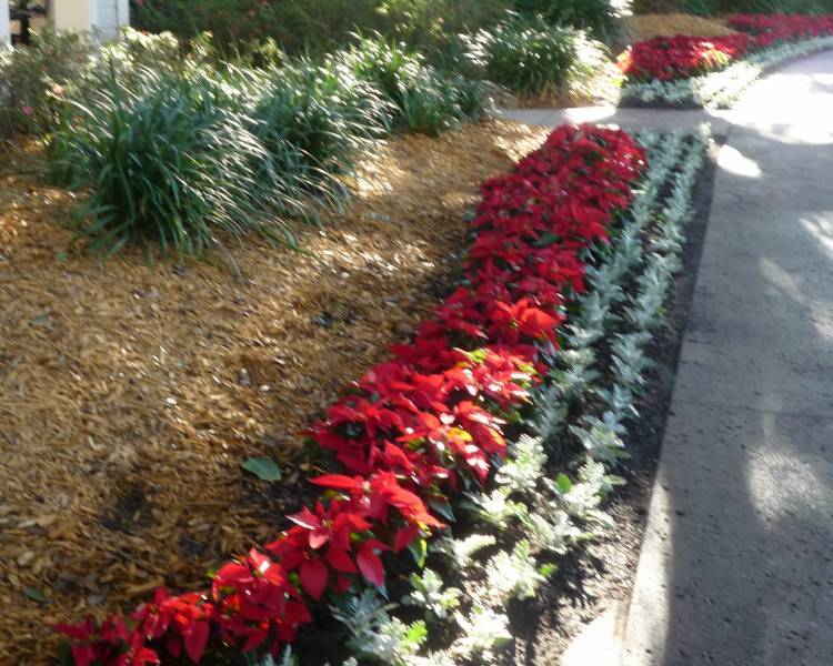 Poinsettia's at POR