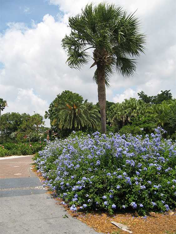 Poly Flowers 1