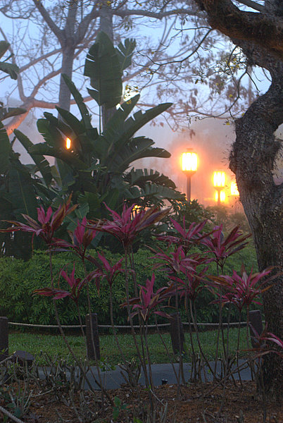 Poly Morning