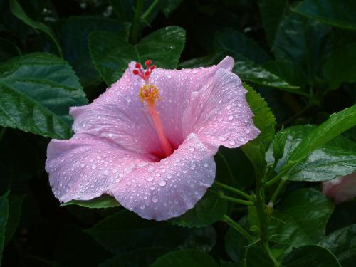 Polynesian Flower