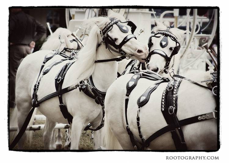 ponies