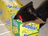 Pop_box_kitten
