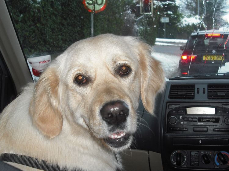 Poppie in the car