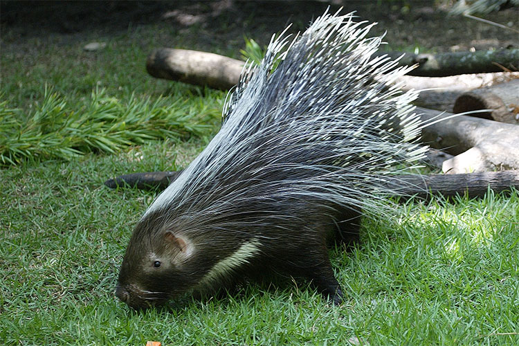 Porcupine