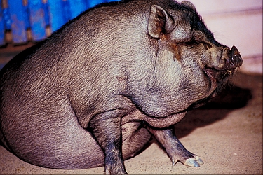Pot-bellied-pig-14091