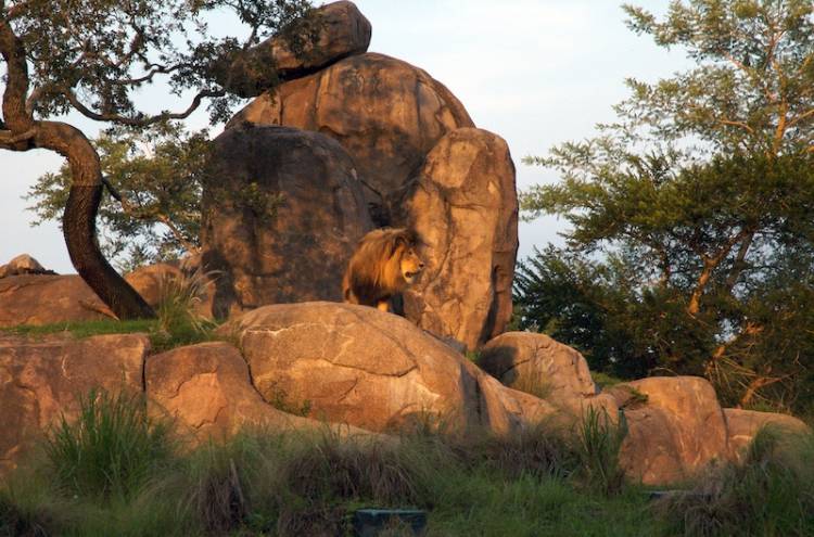 Pride Rock