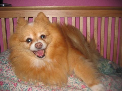 Princess Autumn