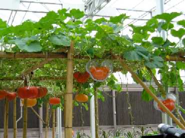 Pumpkins at the Land