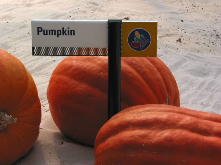 Pumpkins