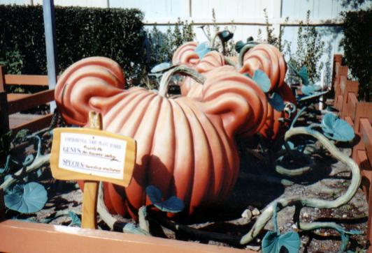Pumpkinus Maximouse
