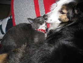 Puppy kisses