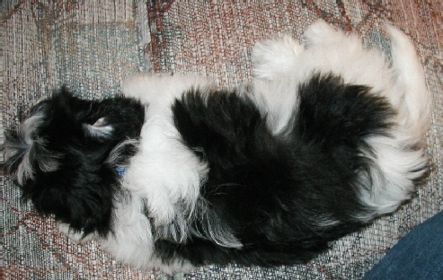 Puppy Loves Mickey